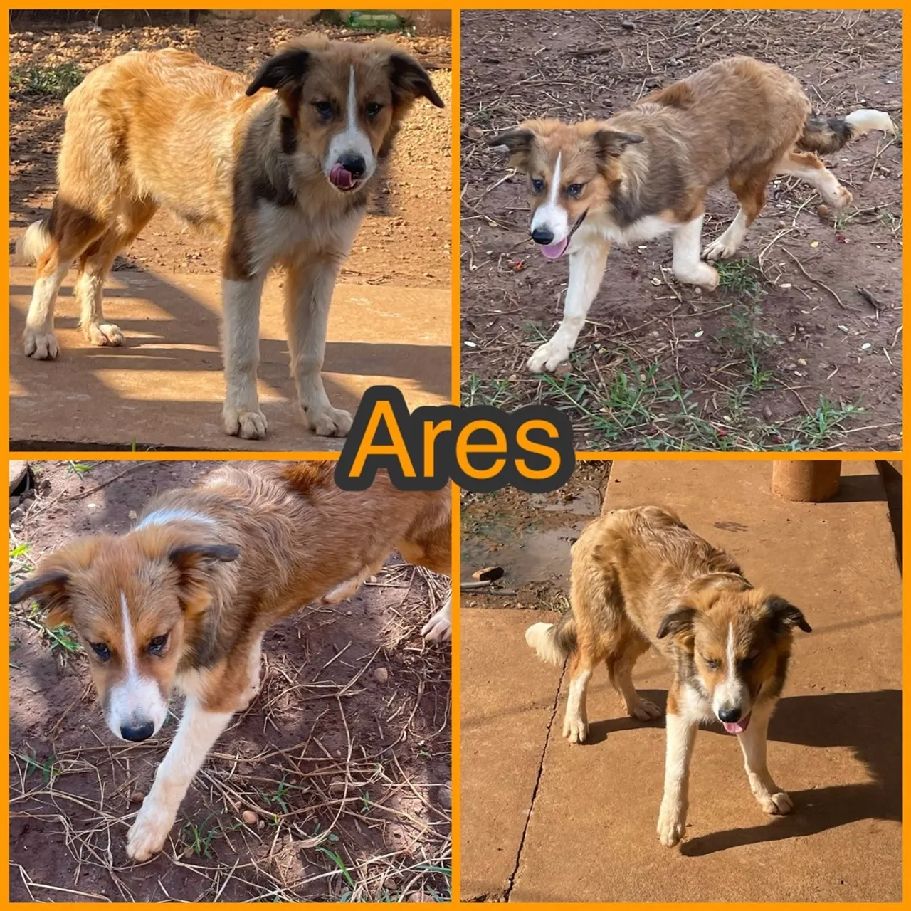 Filhotes de Border collie com pedigree