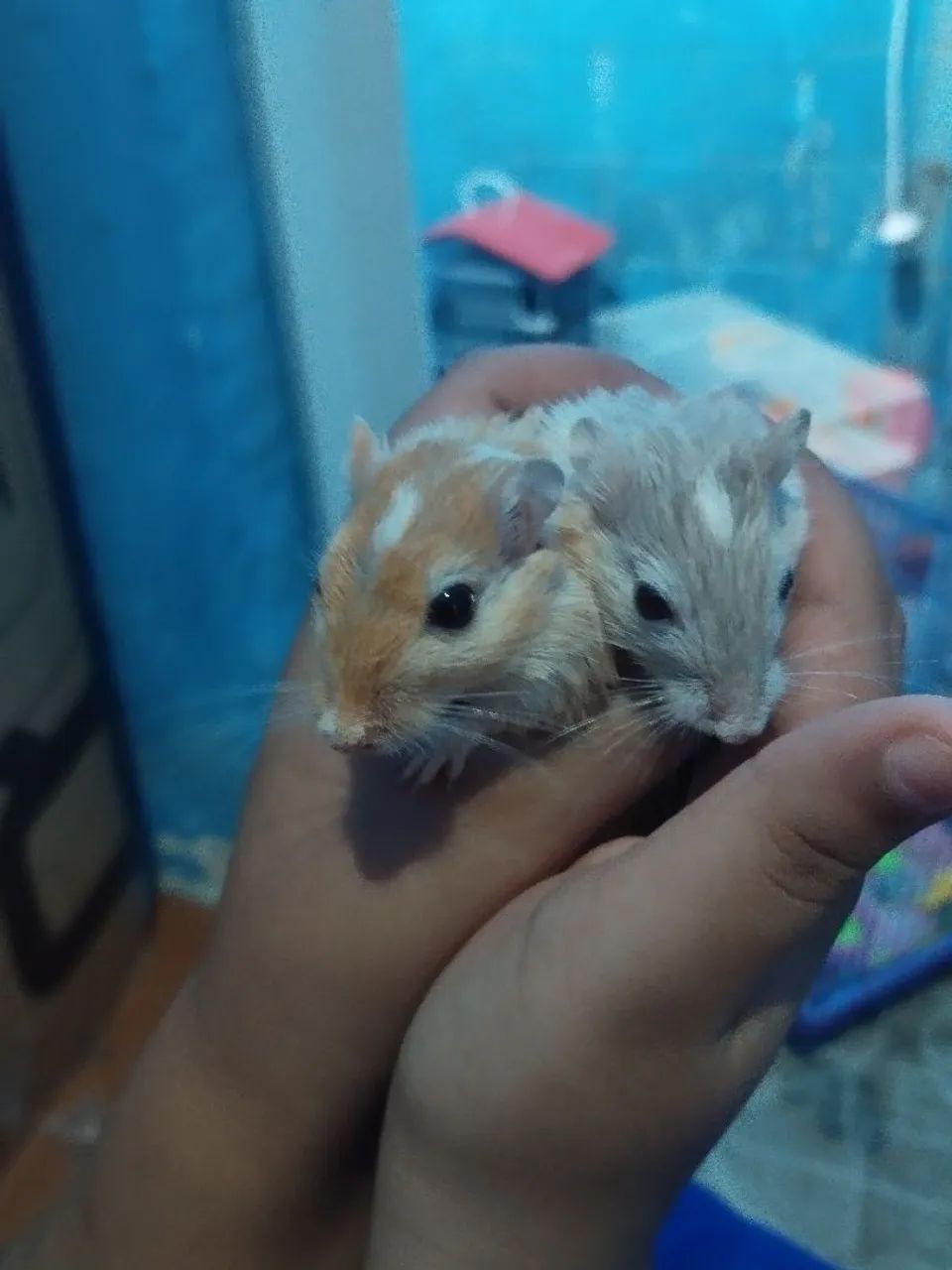 Gerbil Esquilo da Mongólia Hamster Roedores Filhotes e Adultos