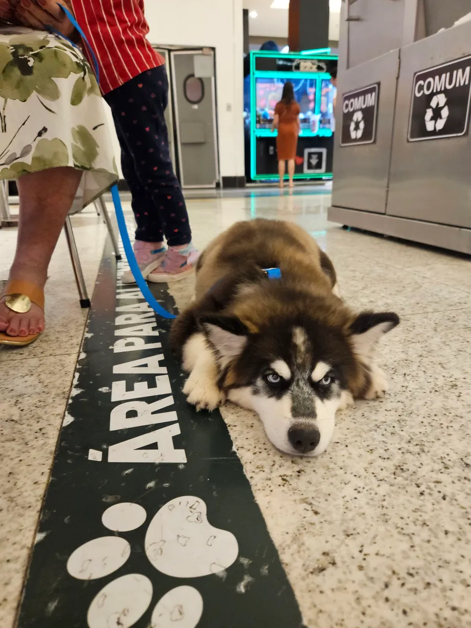 Husky Siberiano Filhote Pelagem Wooly