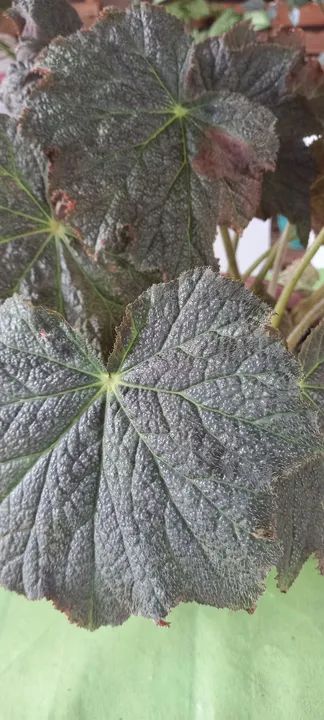 BEGÔNIA REX - UMA OBRA DE ARTE DA NATUREZA PARA SUA CASA! ? - Foto 2