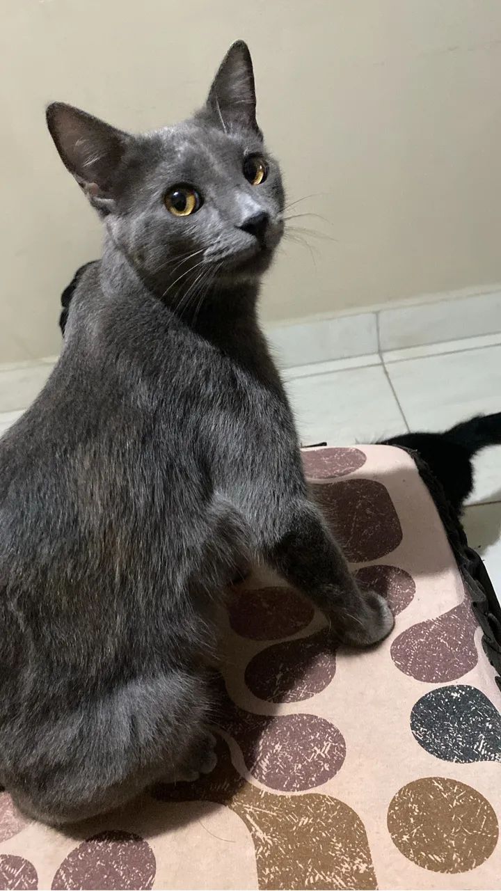 Venda-se gato da raça chartreux  - Foto 2