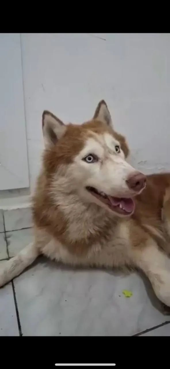 Husky Siberiano Fêmea - Foto 4