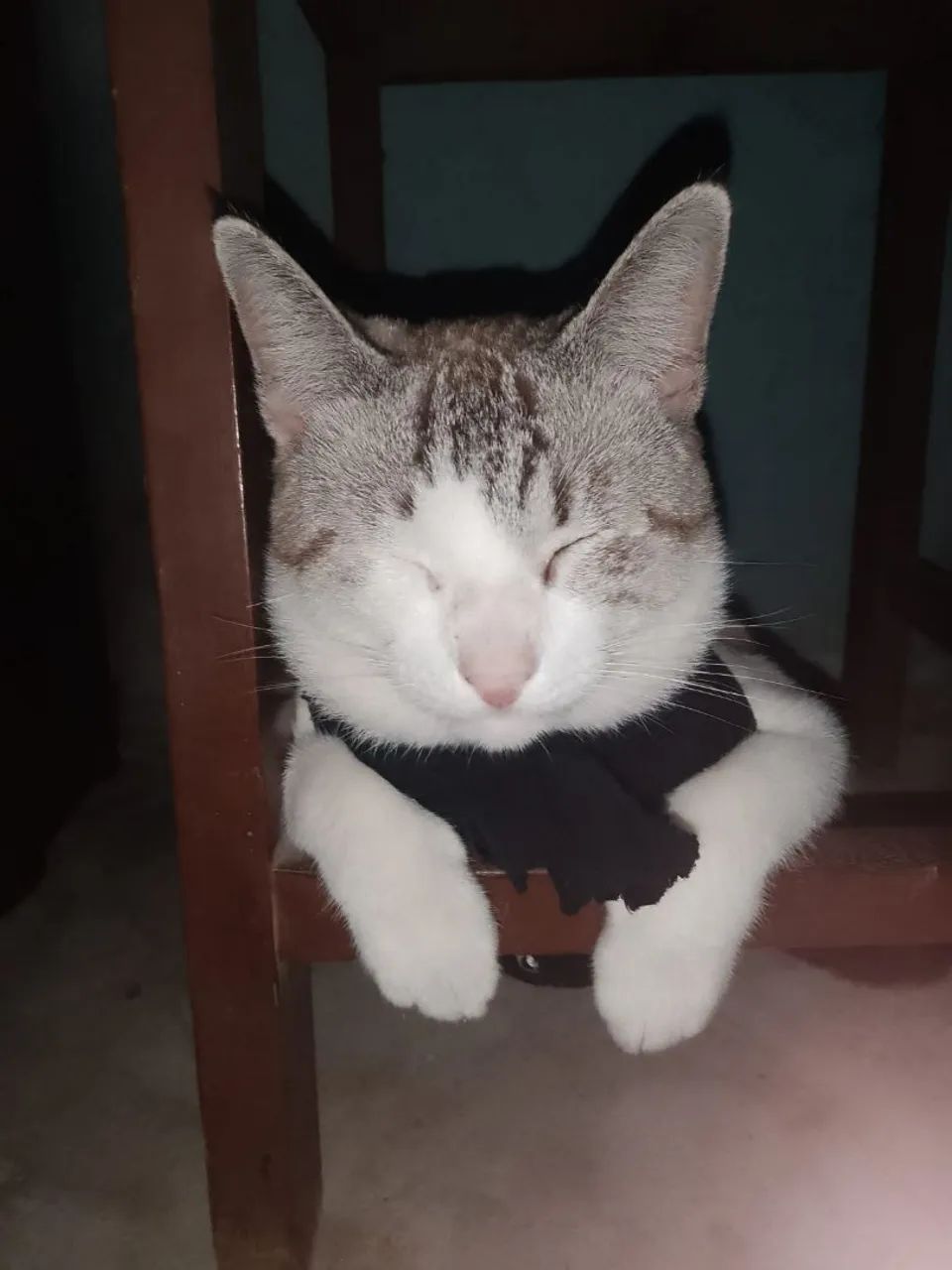 Doação de gatinhos 