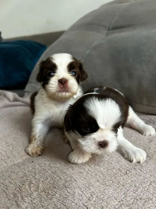  filhotes Shih Tzu - Foto 2