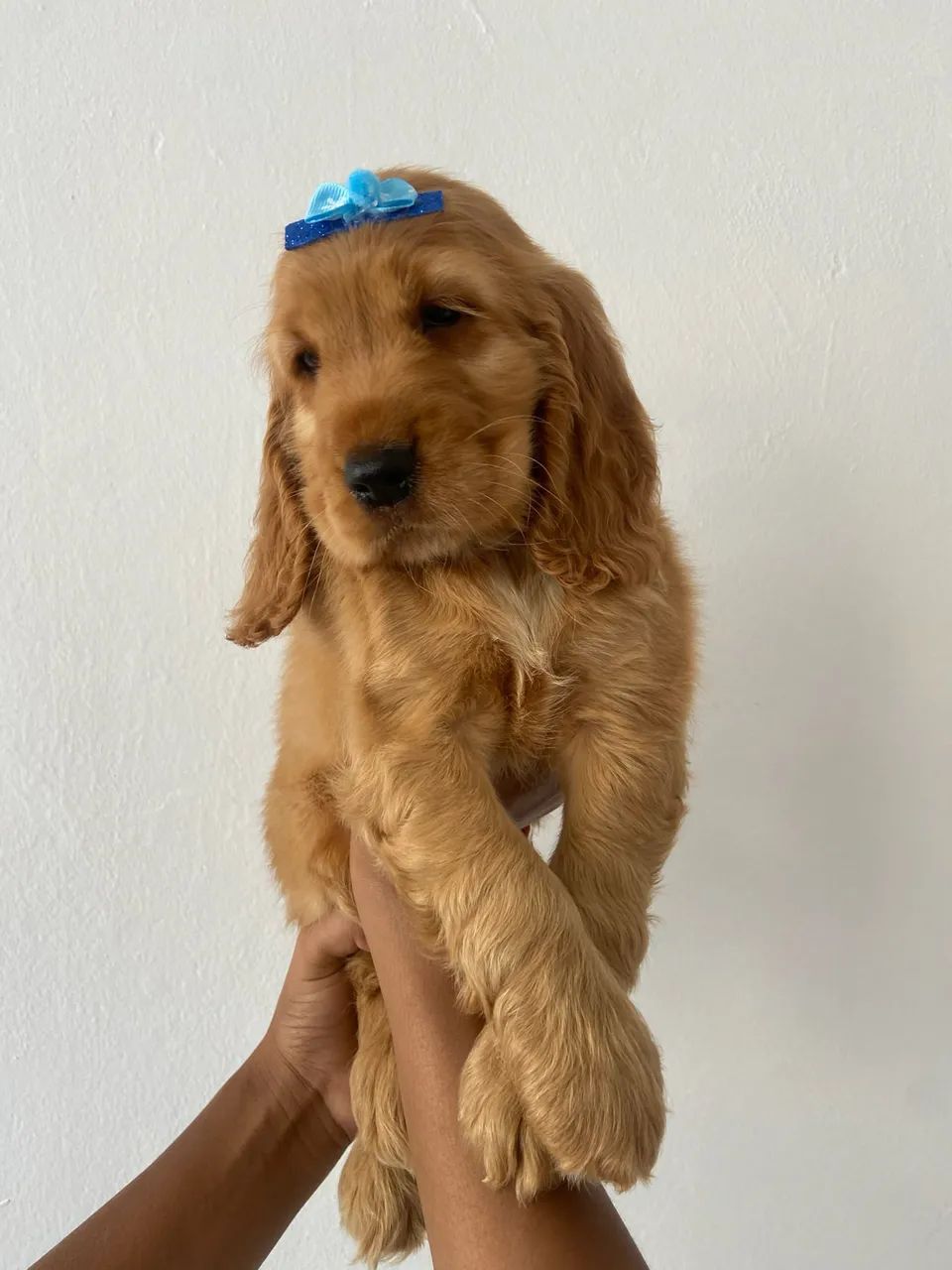 Cocker Inglês Baby - Orelhas Fofas!