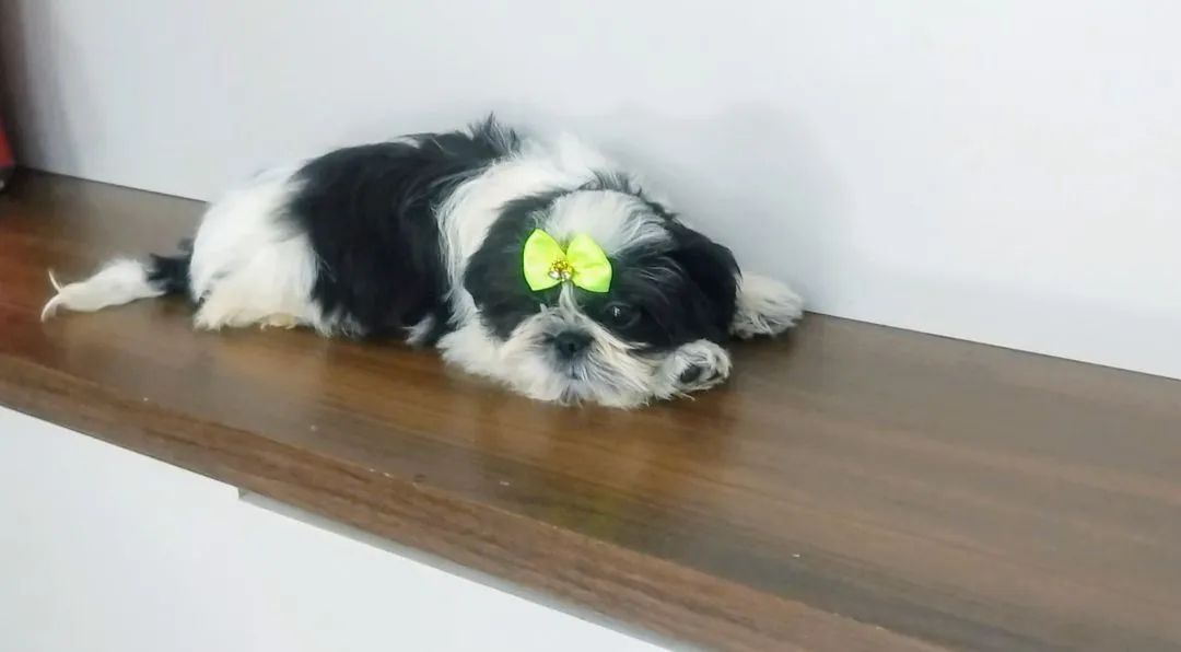 Shih Tzu  - Foto 3