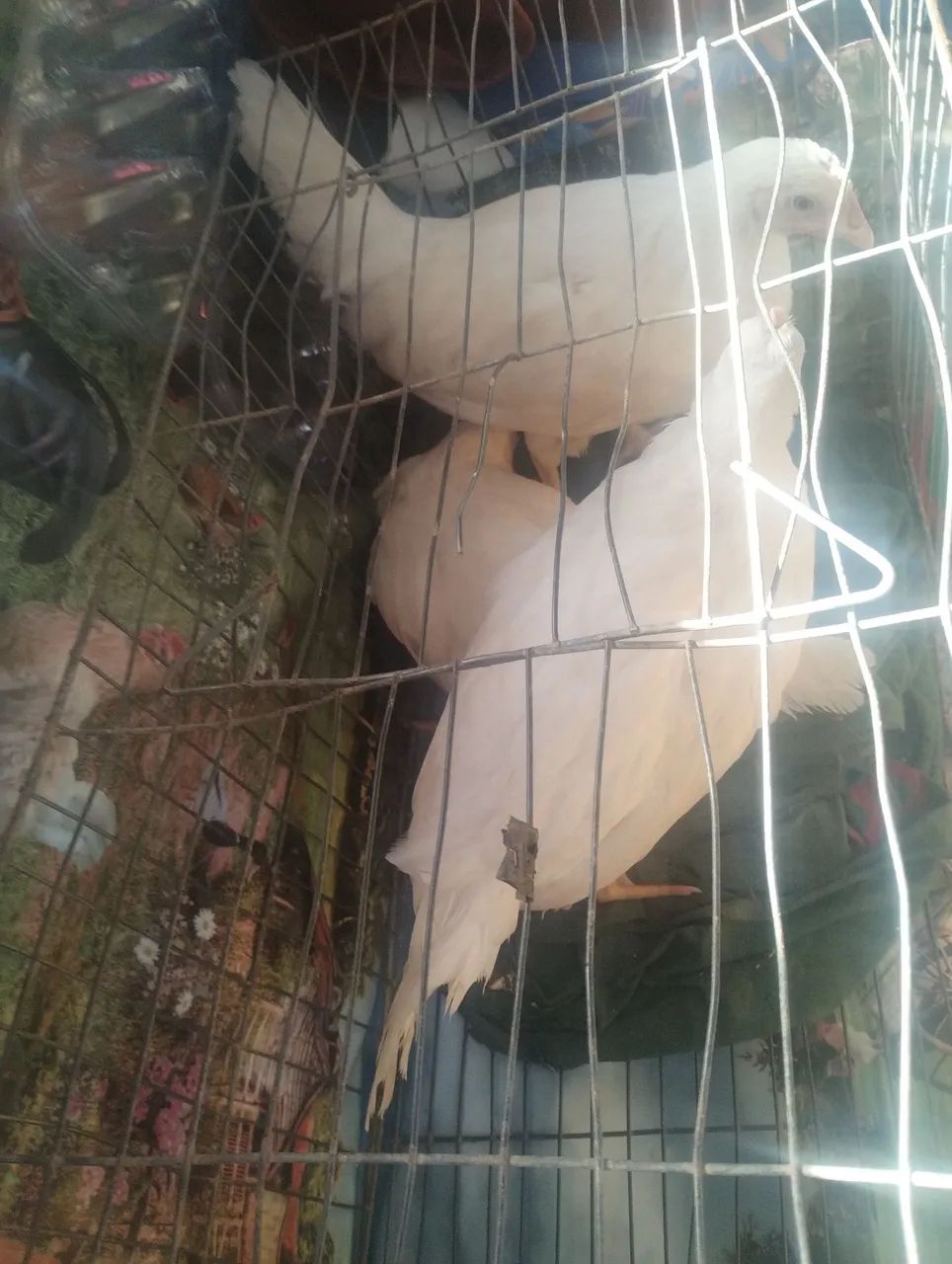 Pintinhos  Postura Azul - Ovos Azuis - Foto 3