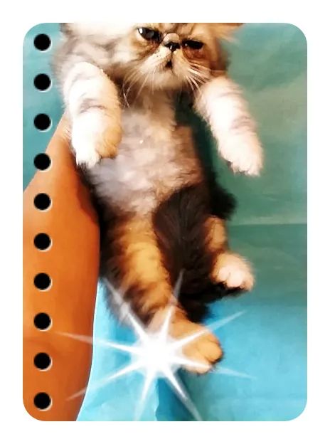 19. venda de filhotes gato persa  macho  