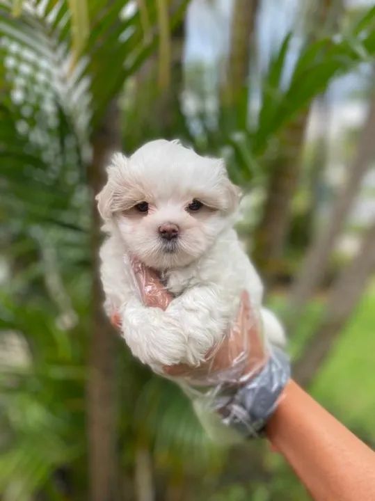 Filhote de Maltês  com Garantia de Saúde  - Foto 2