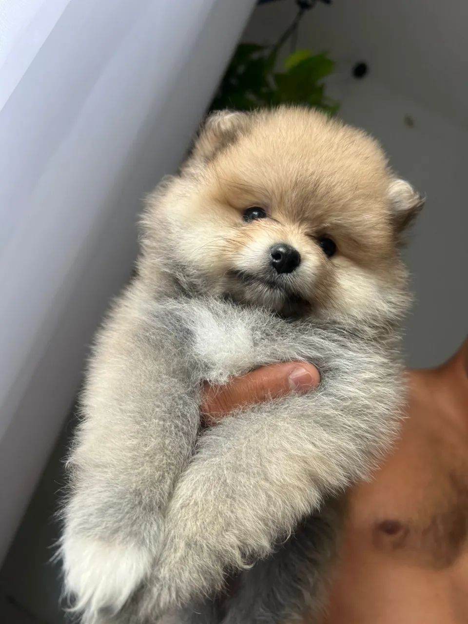Cachorro Lulu da pomerânea - Foto 4