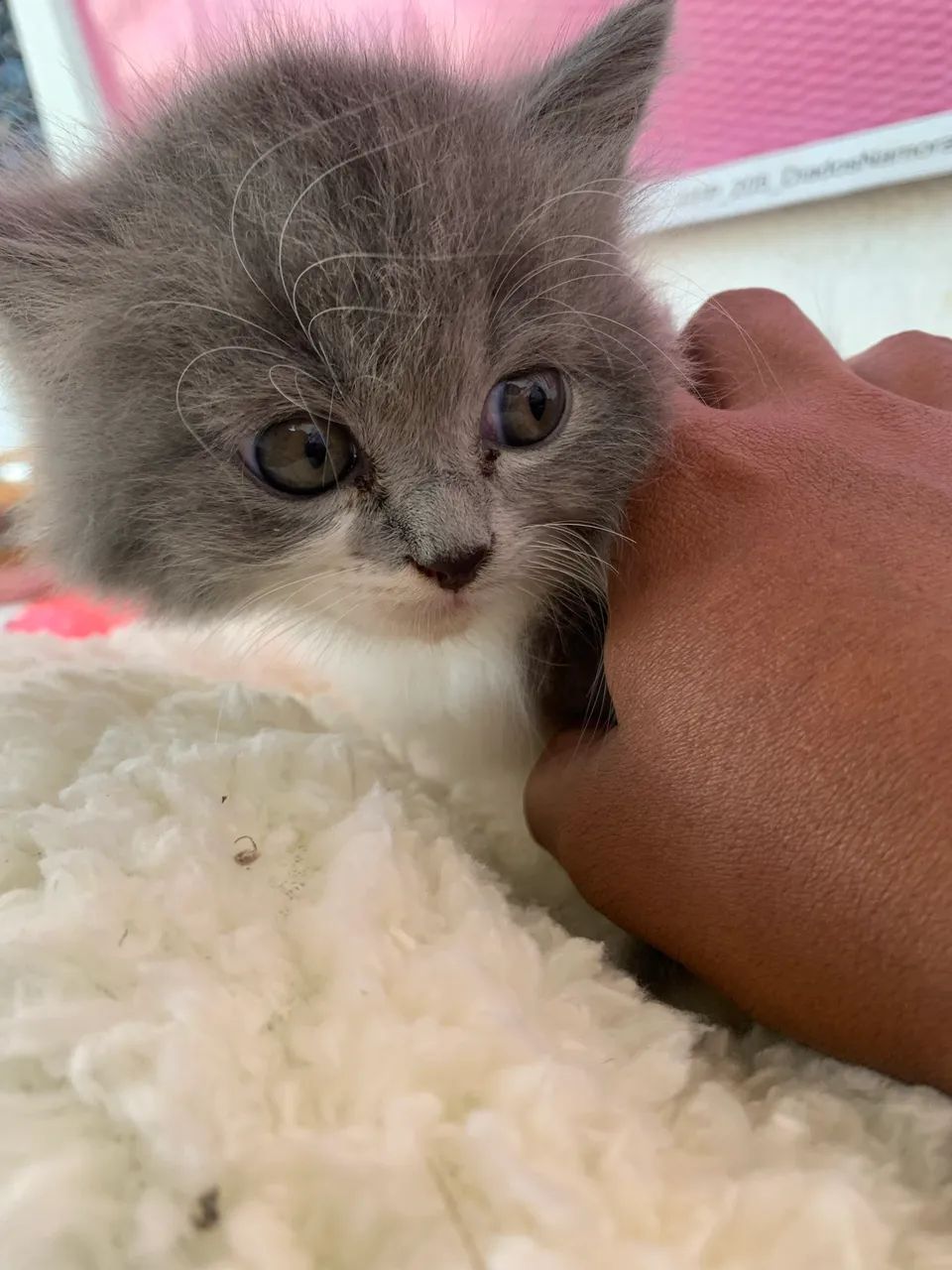 Persa Himalaio 64168607049090120