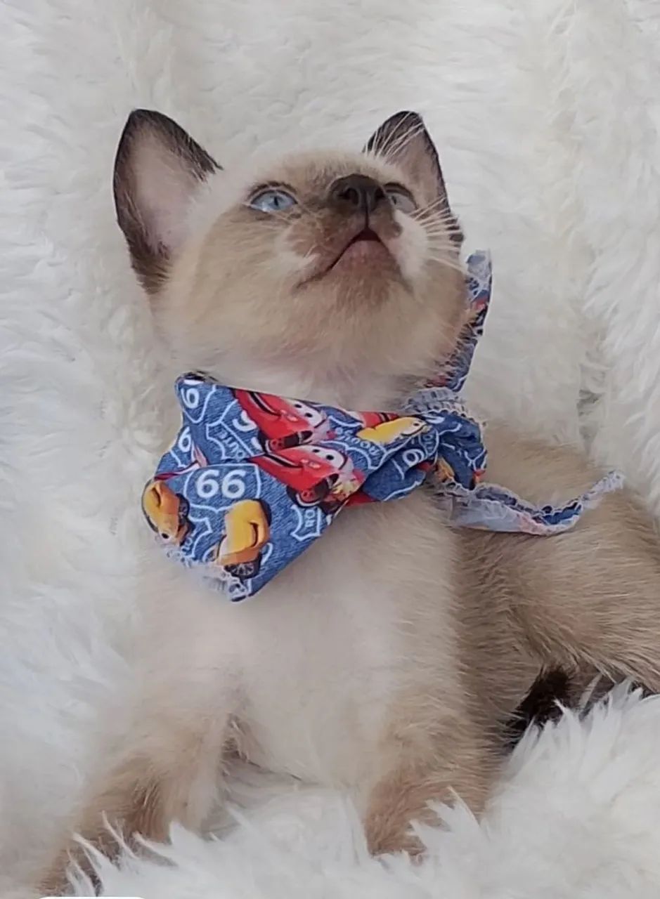 Gato snowshoe com 2 meses  - Foto 3