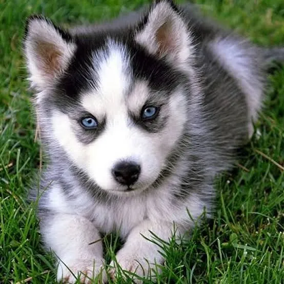 Husky siberiano