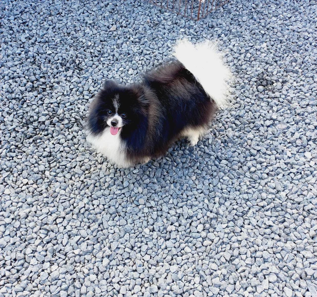 Spitz alemão anão (macho padreador adulto) - Foto 3