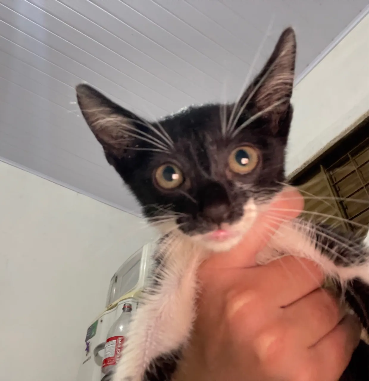 gatinho