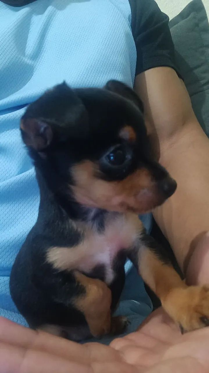 Filhote de Pinscher fêmea N°1 toy.