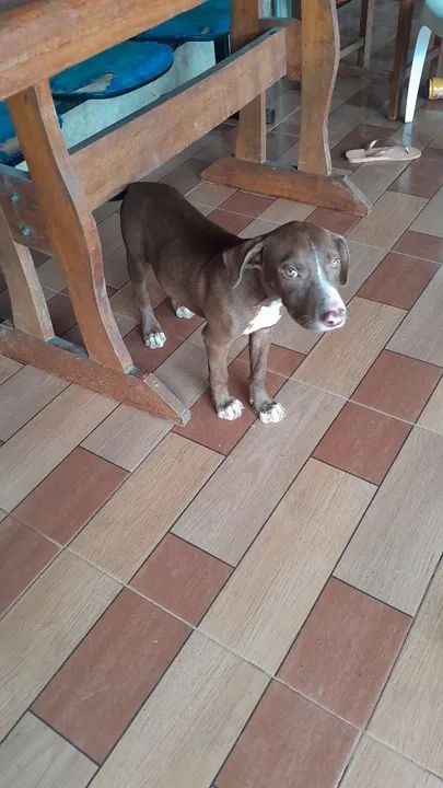 Filhote de cachorro - Foto 3