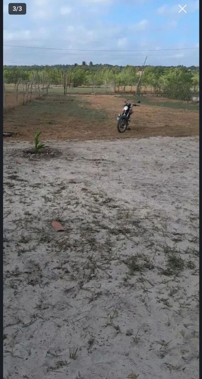 Foto - Raposa - 