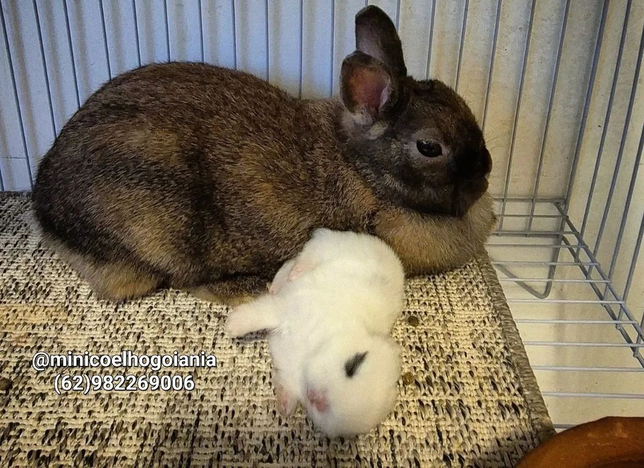 Vendo mini coelho netherland raça pura anao show premium divido no cartao - Foto 3