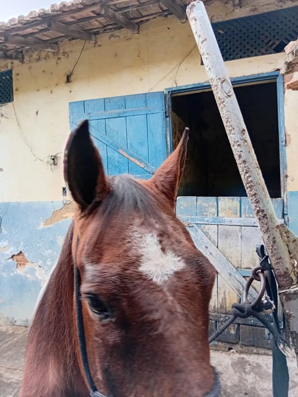Cavalo Pint Horse  - Foto 2
