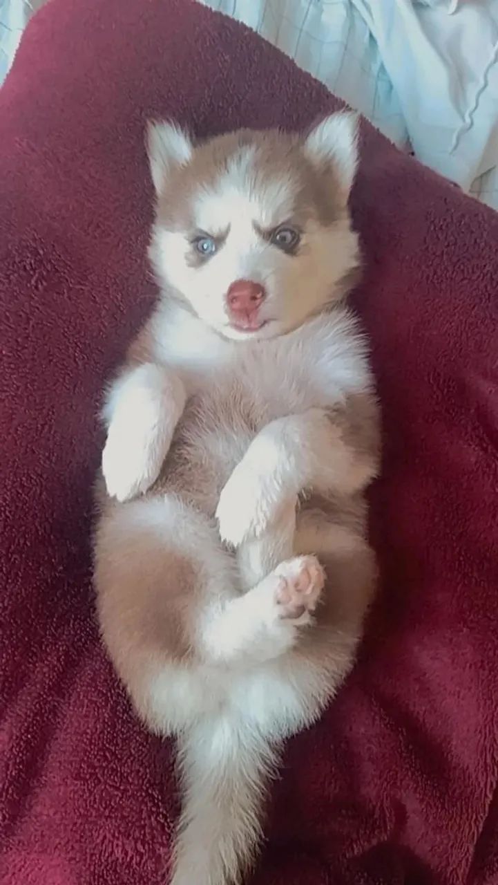 Husky siberiano  - Foto 5