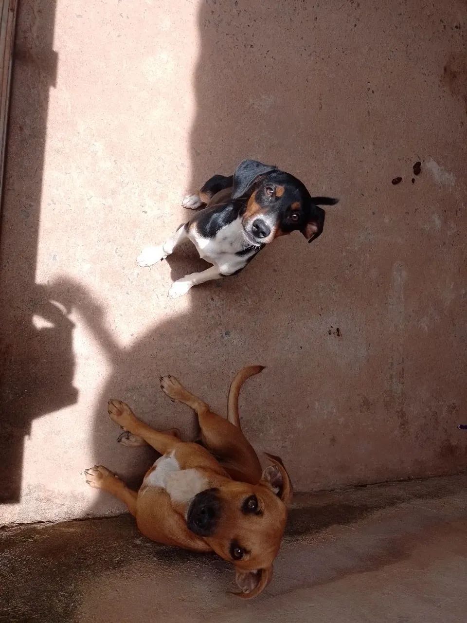 Doação de cachorros