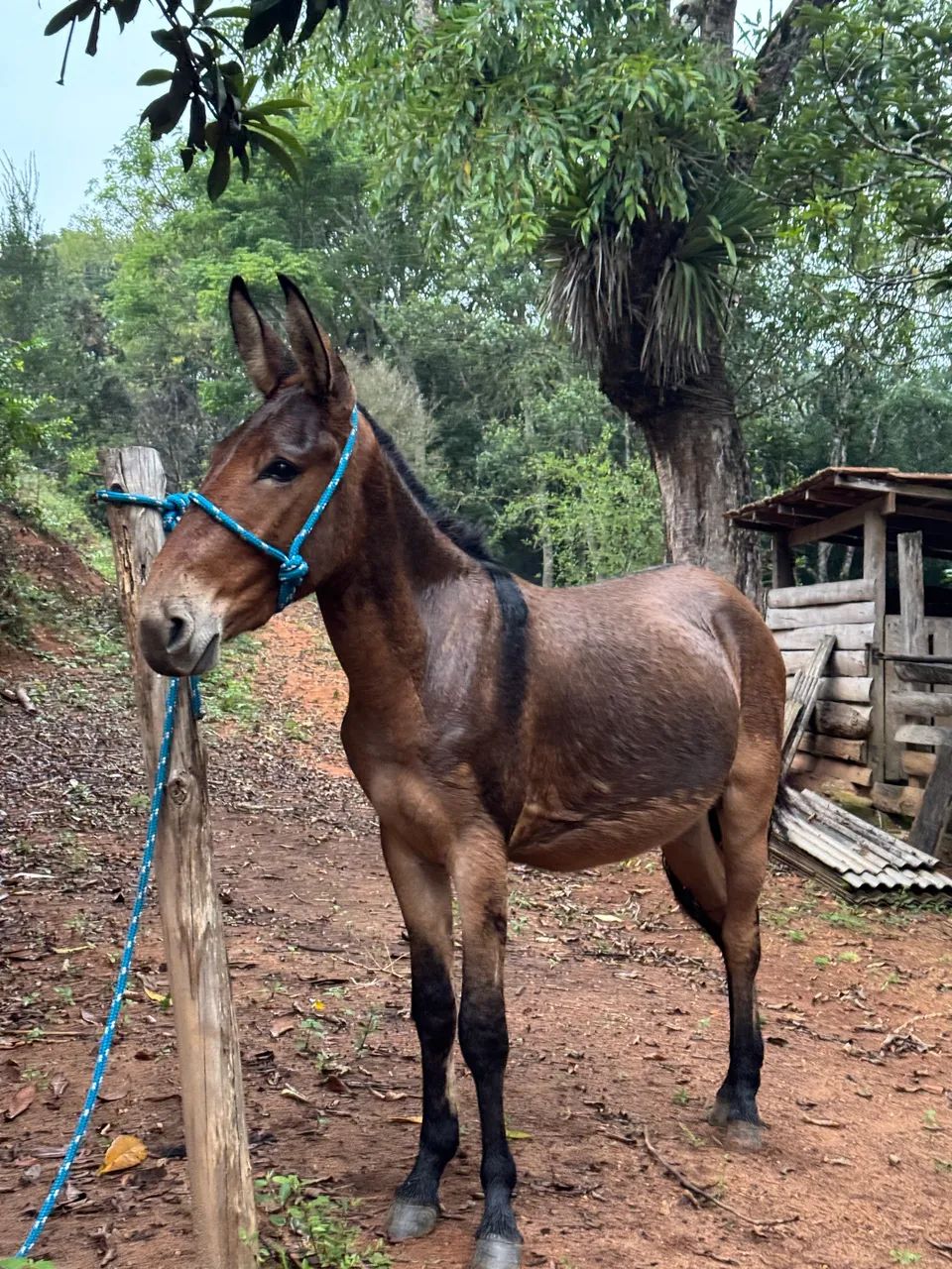 Burro chucro no ponto de doma - Foto 2