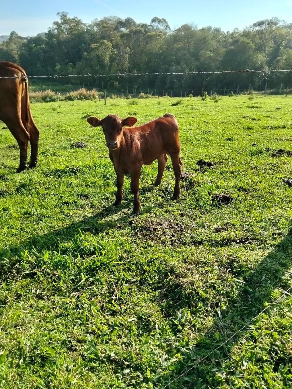 Vacas Senepol e novilhas PO - Foto 4