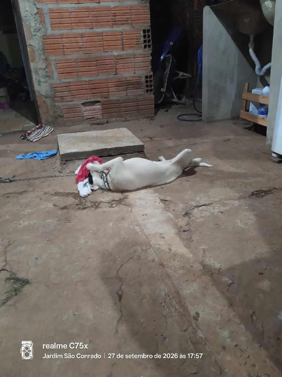 Doação está cadela  - Foto 3