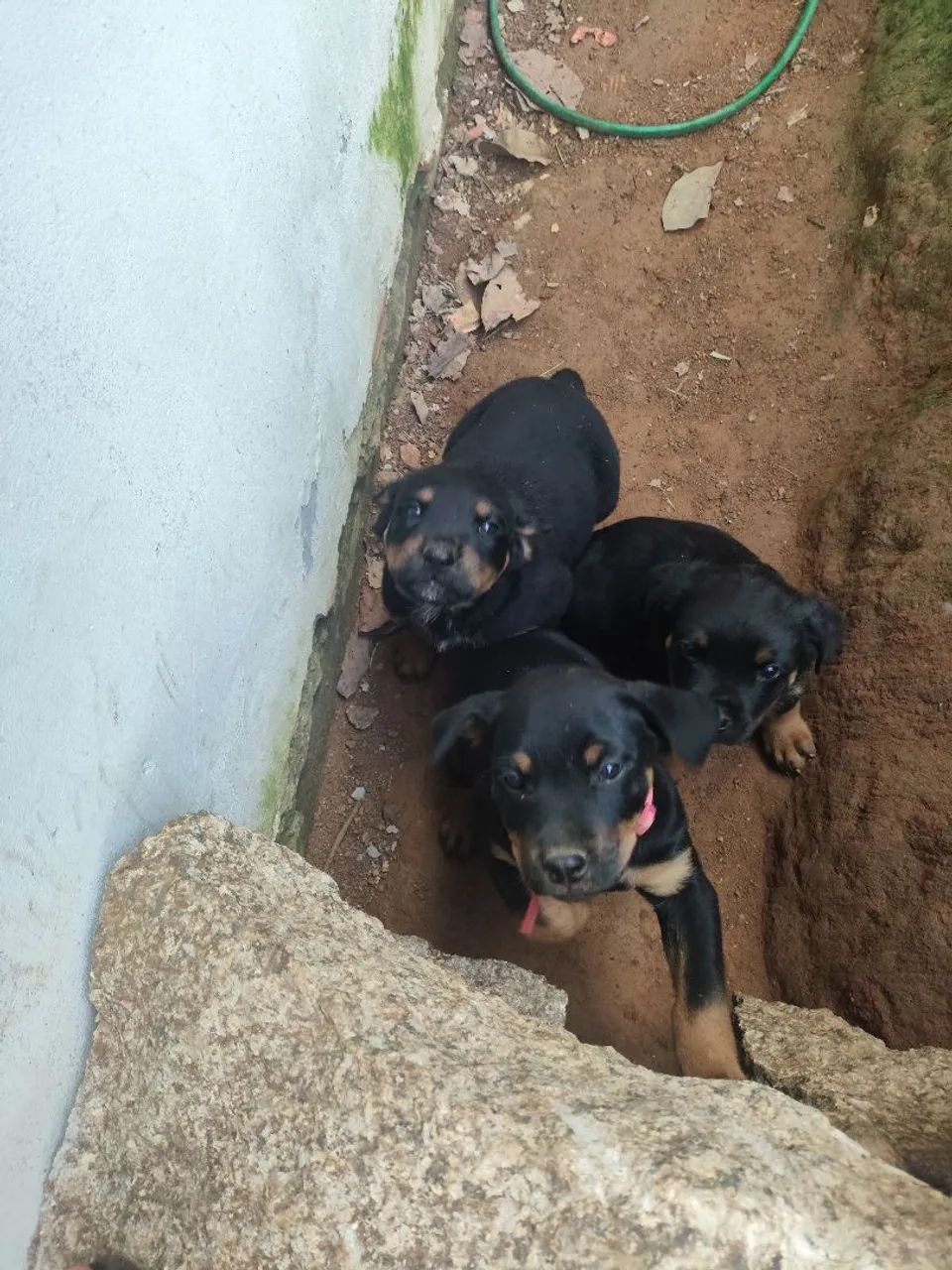 Filhote de Rottweiler macho 
