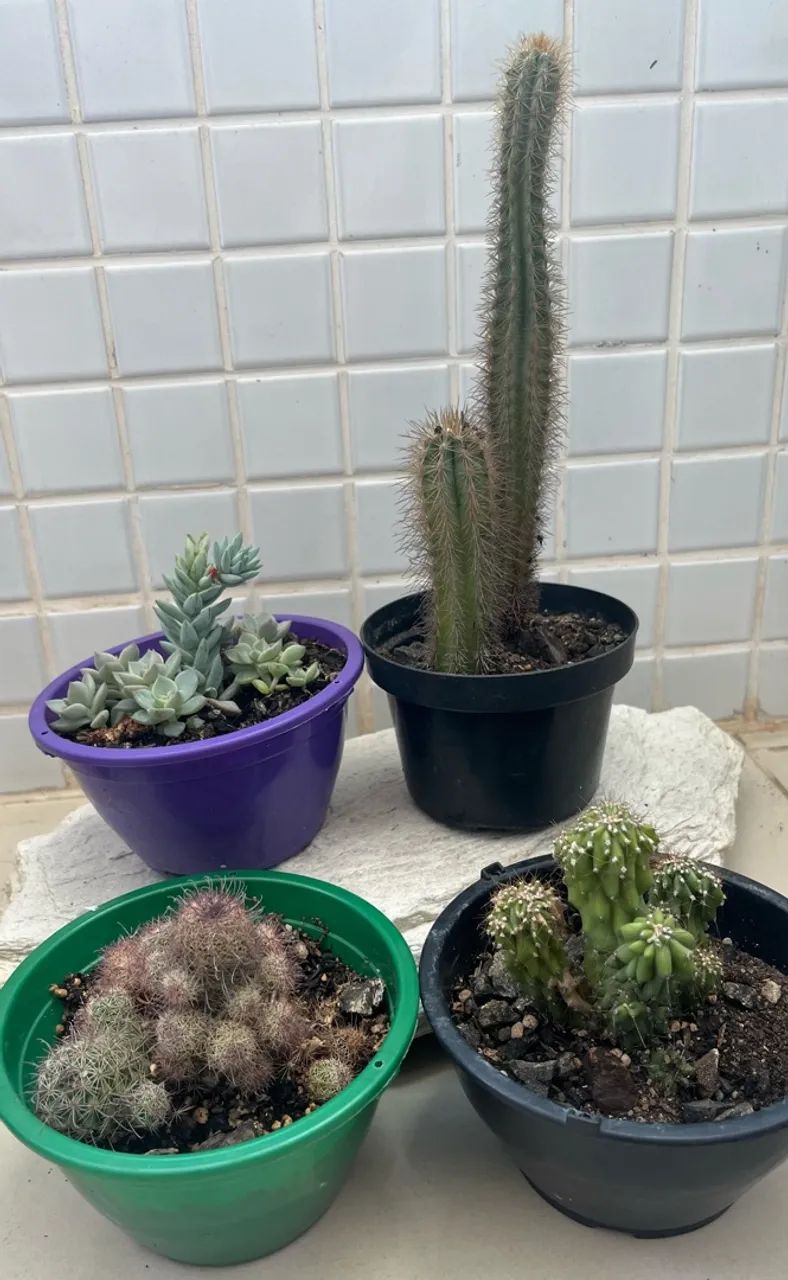 Kit Cactos/Suculenta(4 Itens) - Foto 2