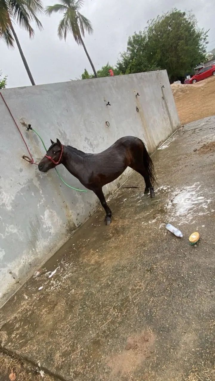 Pônei macho