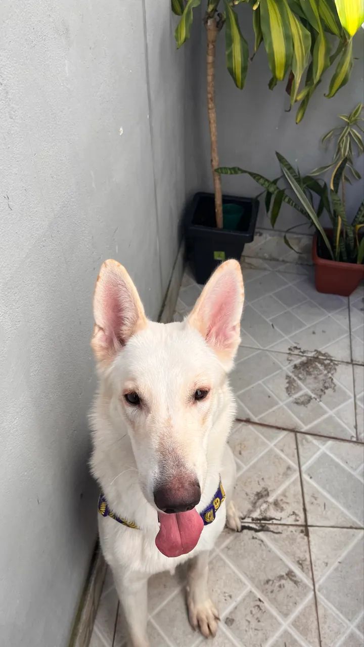 Doação - Cachorro - Foto 2