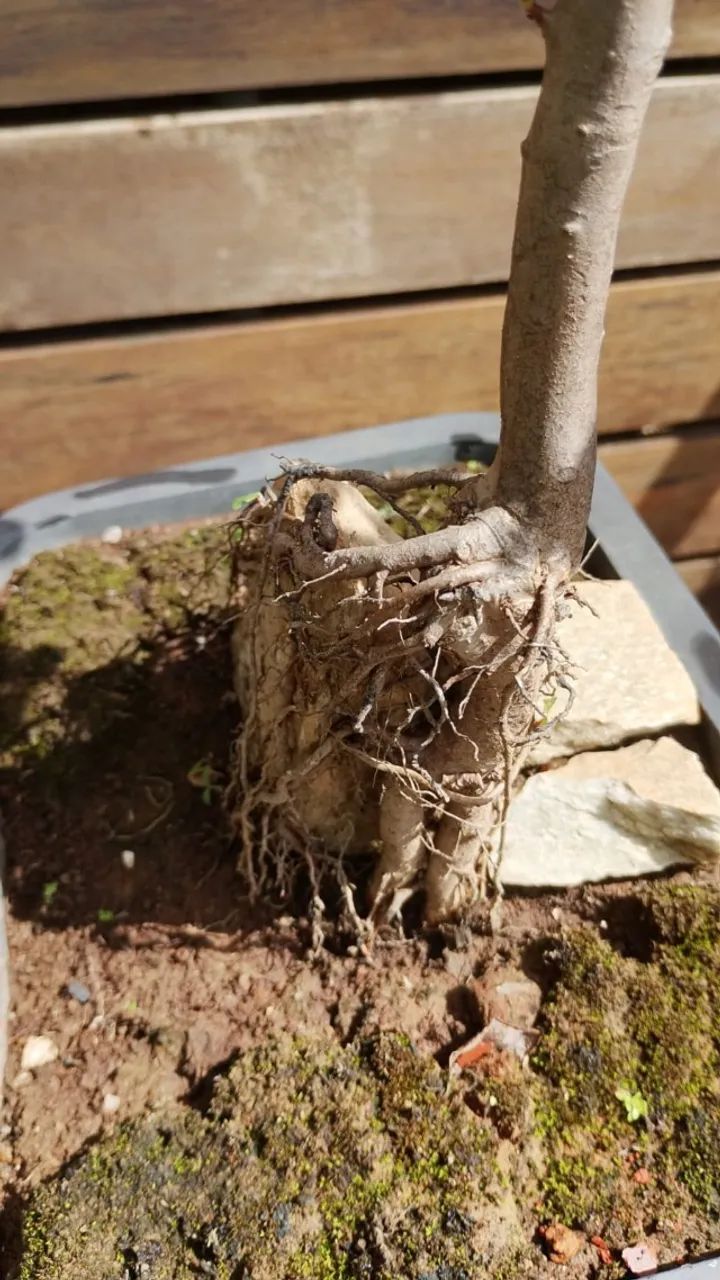 Bonsai de Goiaba na pedra - Foto 5