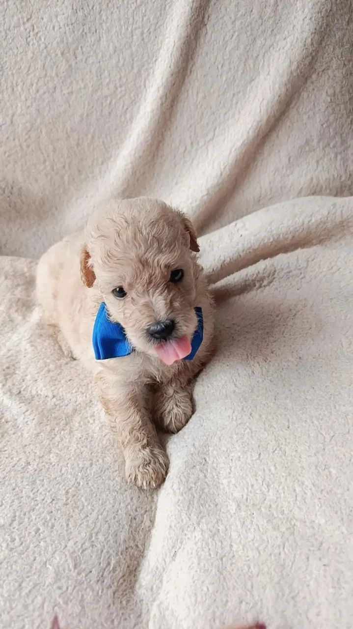 Poodle Toy  - Foto 4