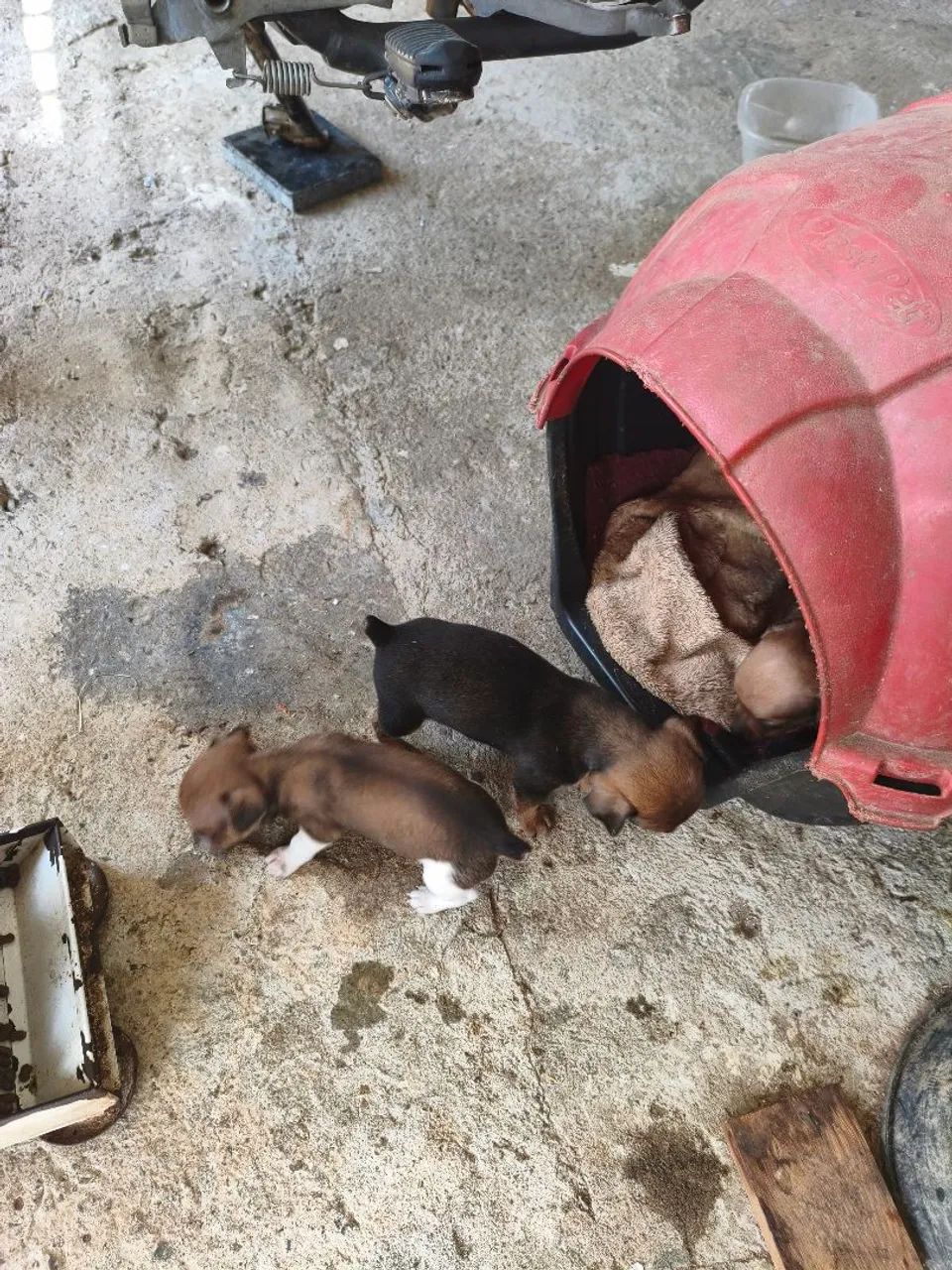 Pinscher 0