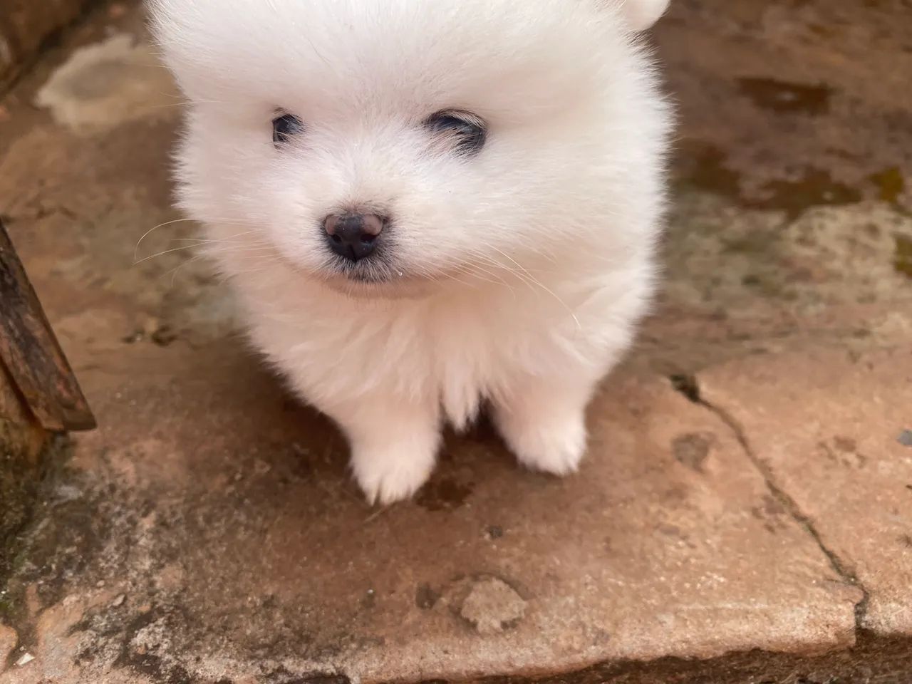 Spitz alemão anao
