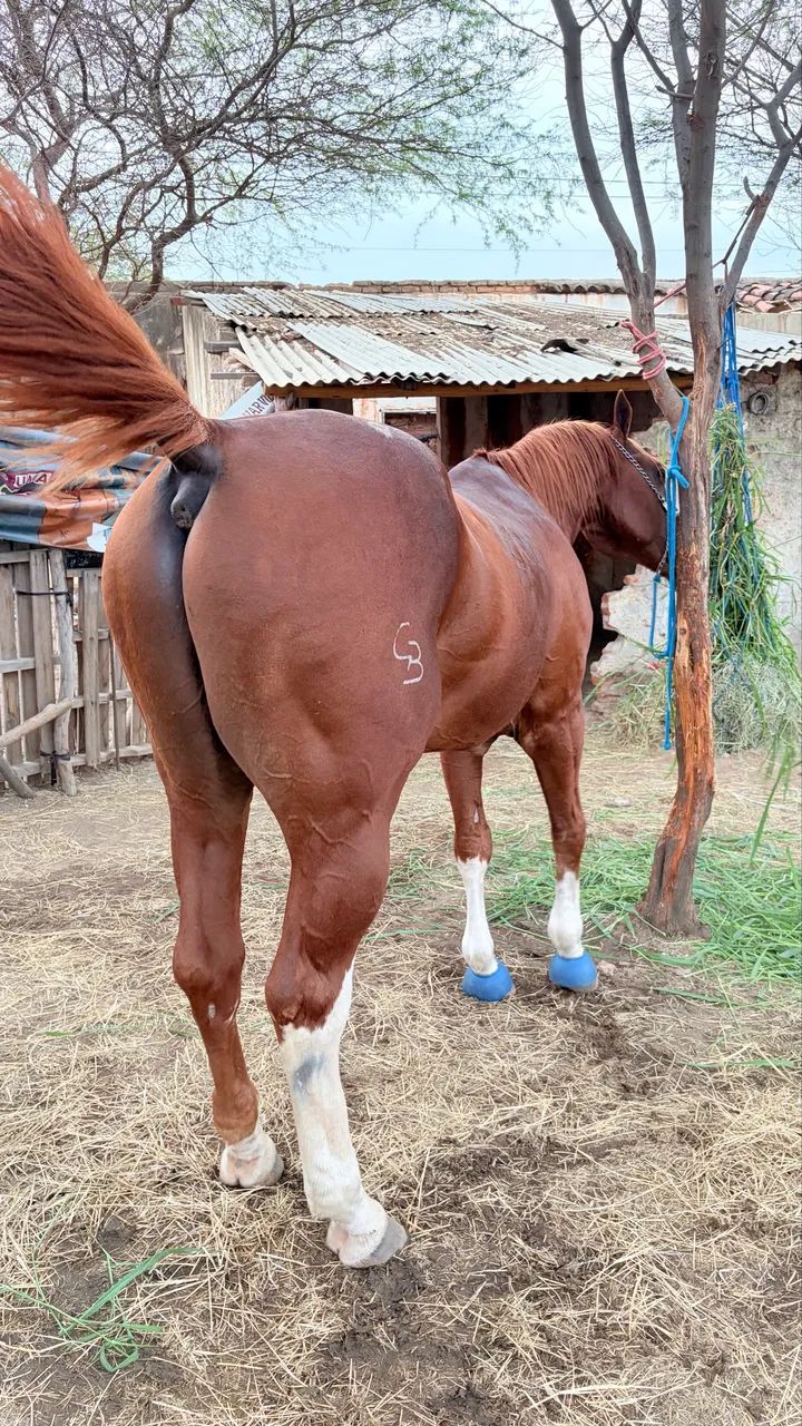 Cavalo quarto de milha vaquejada esquerda - Foto 5