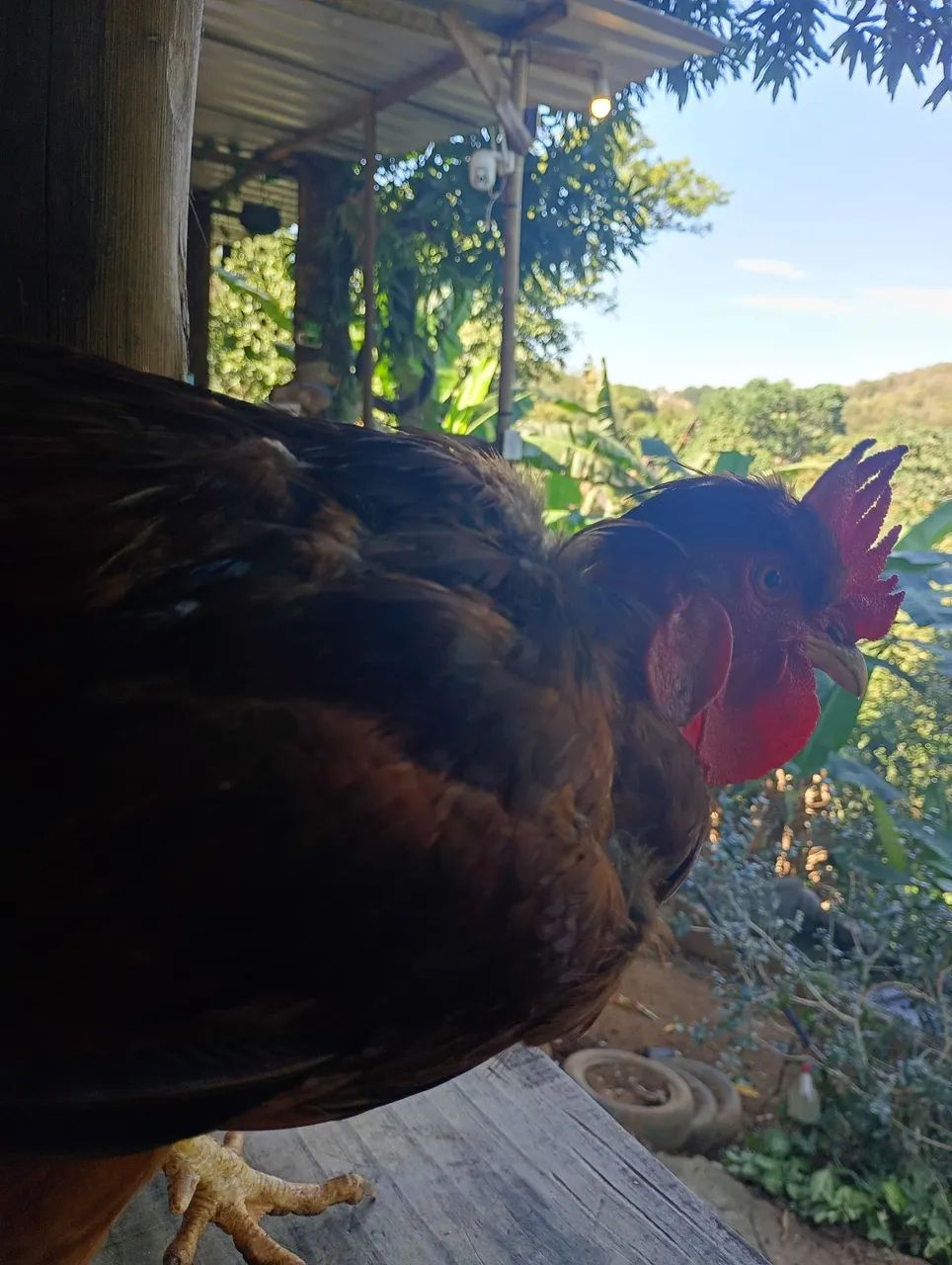 Galo  - Foto 3