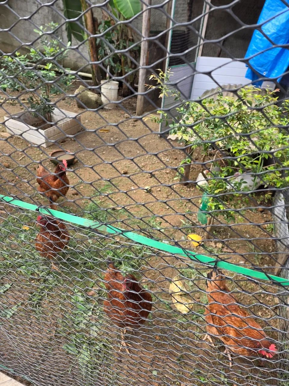 4 Galinhas Embrapa 051  - Foto 4