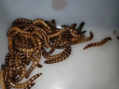 Tenébrio vivo