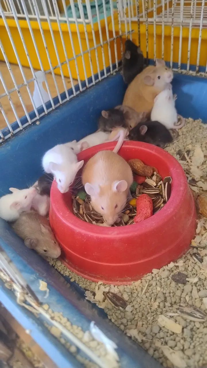 mouse446520082333050883