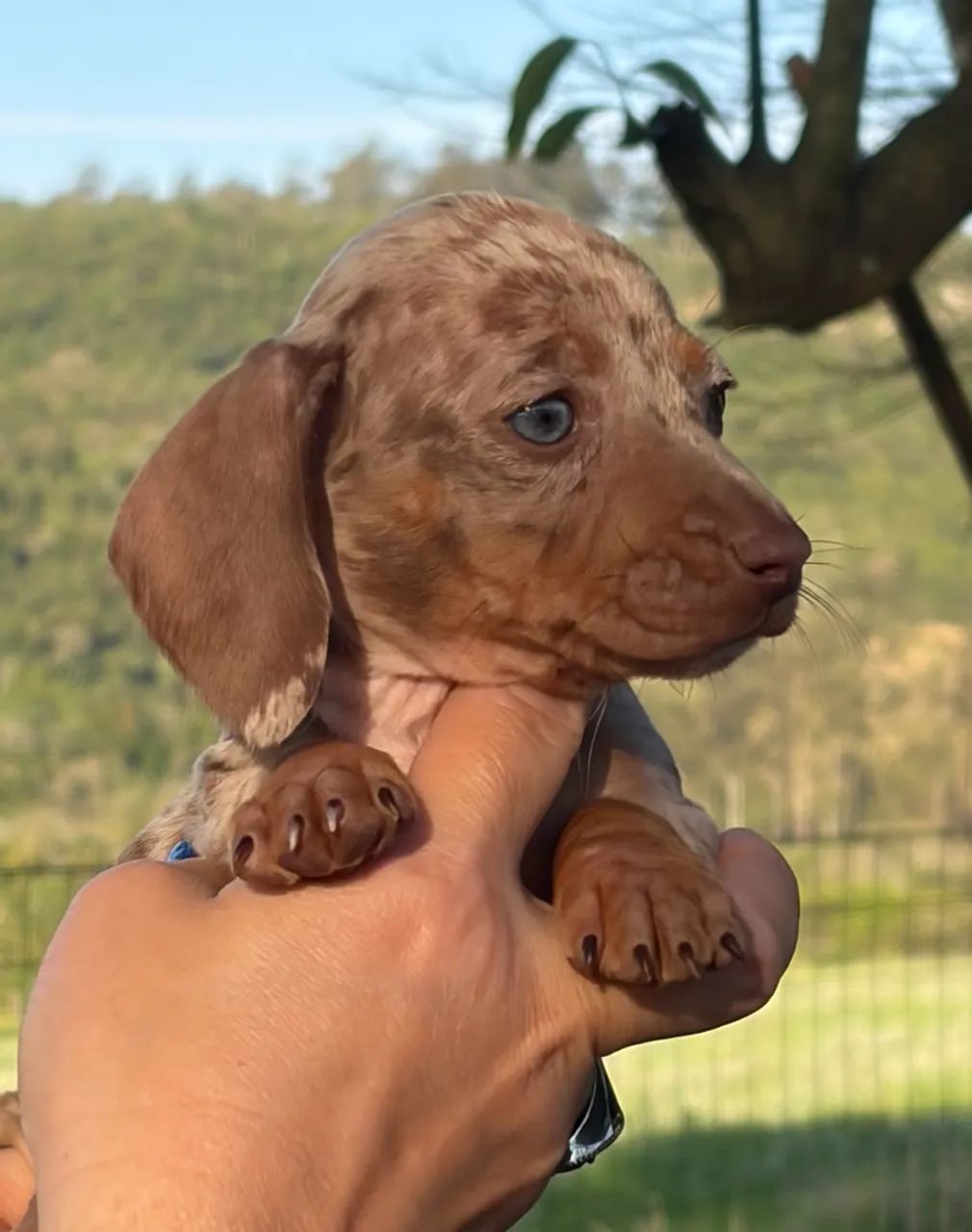 Daschund Teckel Filhotes - Foto 5