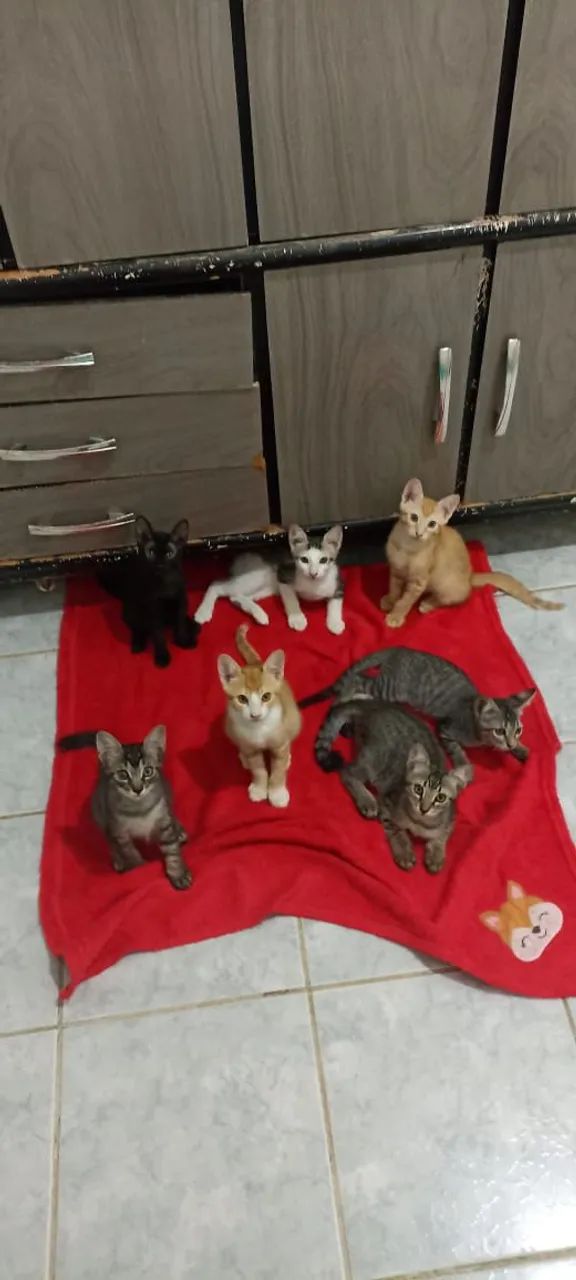 Gatinhos Para Adoção  - Foto 2
