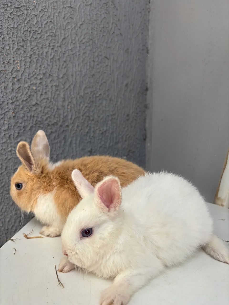 Filhotes de mini coelho, ótimos pets  - Foto 3