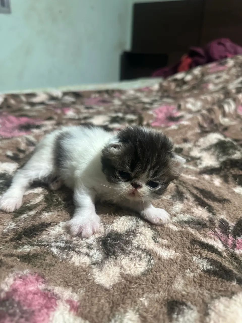 Gato persa  - Foto 2