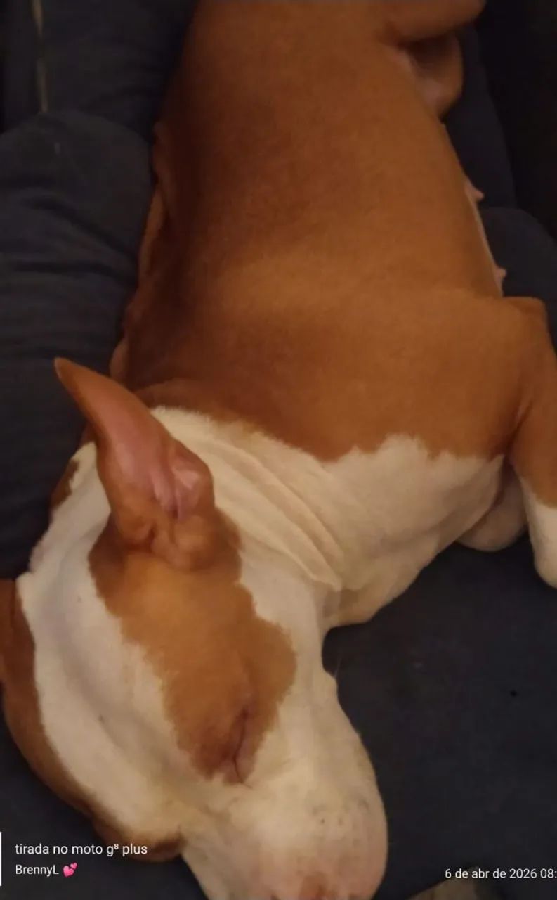 Filhotes de pit - Foto 4