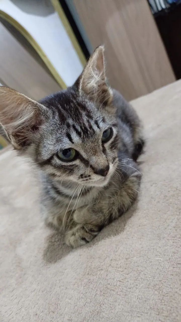 Adoção gatinhos - Foto 2