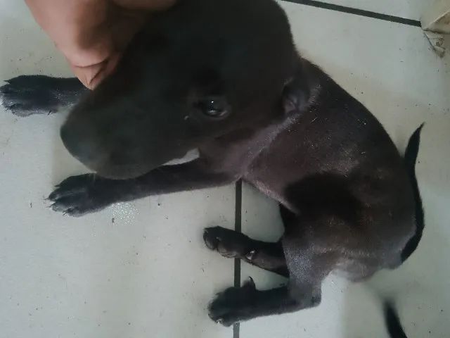 Doação de cachorro - Foto 4