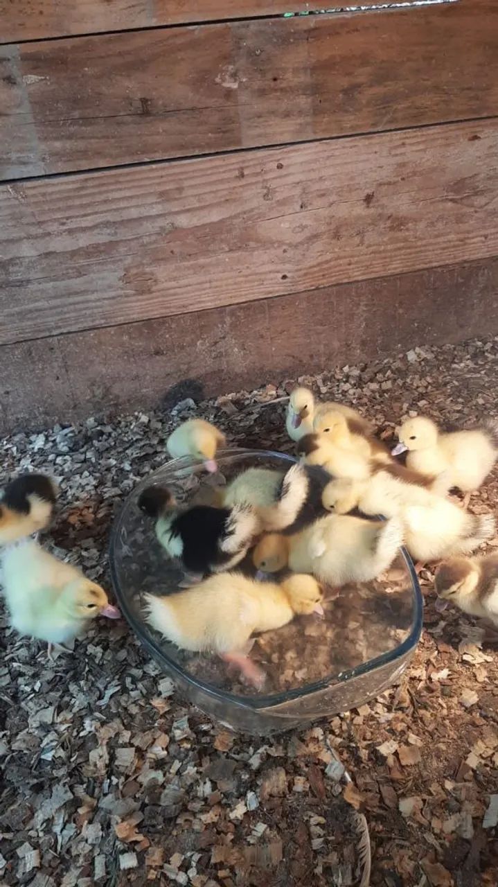 Vendo filhote de patos - Foto 2